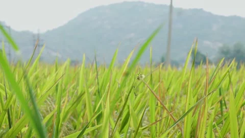 Ears of rice swaying in the wind in rice field 4k Video stock 221859983