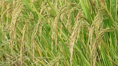 Ears of rice swinging in the wind, 4k Video Footage Clip. Stock Footage 90983152
