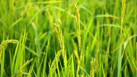 Ears of rice swinging in the wind (close-up) Stock Footage 63080213