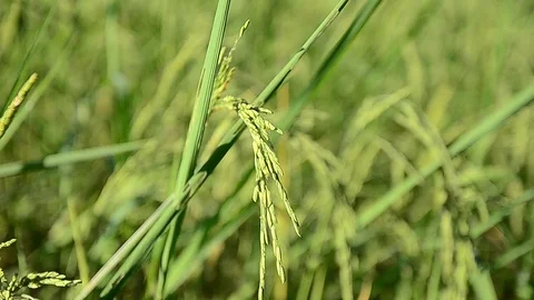 Ears of rice swinging in the wind (close-up) Stock Footage 97255396