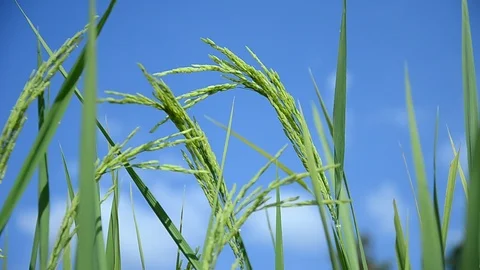 Ears of rice swinging in the wind (close-up) Stock Footage 97423511