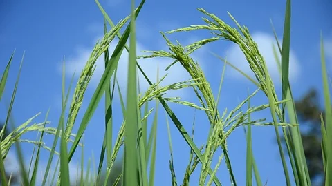 Ears of rice swinging in the wind (close-up) Stock Footage 97423566