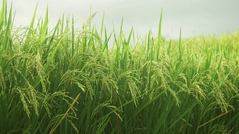 Ears of rice swinging in the wind Stock Footage 83692675