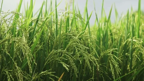 Ears of rice swinging in the wind Stock Footage 83692722