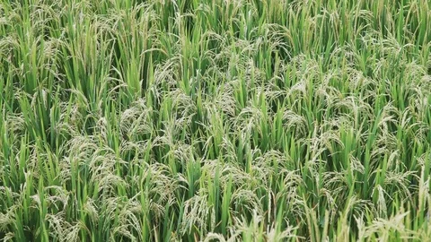 Ears of rice swinging in the wind Stock Footage 83696284