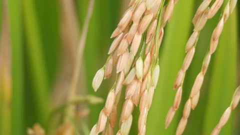 Ears of rice swinging in the wind. Stock Footage 87220399