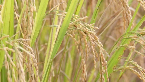 Ears of rice swinging in the wind. Video stock 93147089