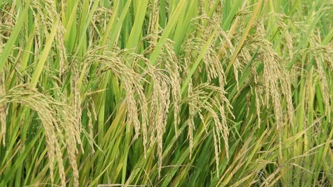 Ears of rice swinging in the wind. Stock Footage 93147856