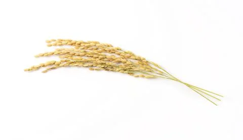 Ears of rice on a white background Stock Photos