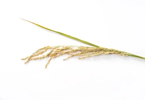 Ears of rice on a white background Stock Photos