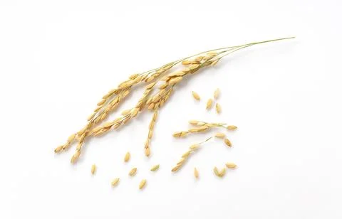 Ears of rice on a white background Stock Photos