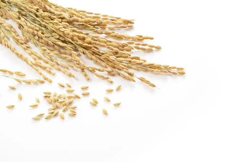 Ears of rice on a white background Stock Photos