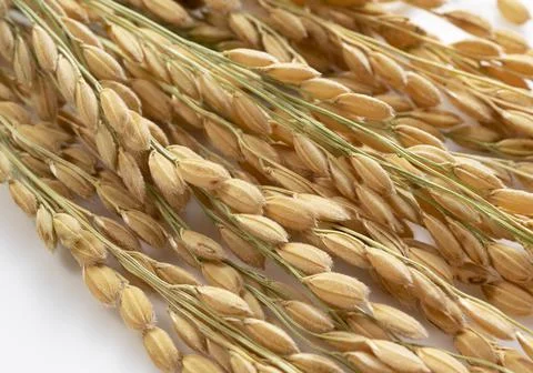 Ears of rice on a white background Stock Photos