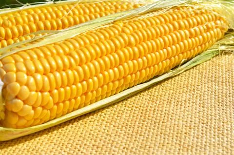 Ears of ripe corn on the sacking Stock Photos