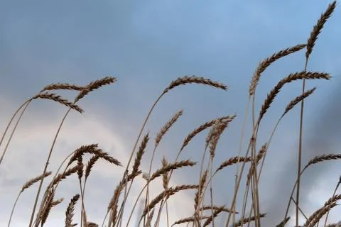 Ears of ripe wheat against the blue sky. The theme of the harvest. Autumn eve Stock Photos
