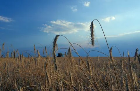 Ears of ripe wheat on a background of clear sky Stock Photos