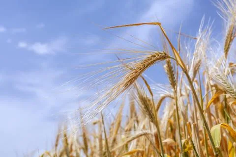 Ears of ripe wheat on a background of the sky Photos