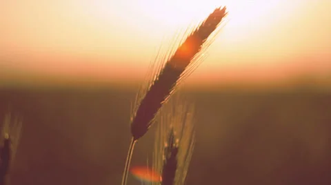 Ears of ripe wheat on a background sun in the evening Stock Footage 39849348