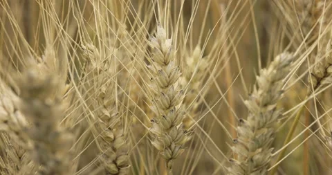 Ears of ripe wheat close up, 4K Stock Footage 222203705