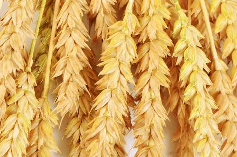 Ears of ripe wheat close up Stock Photos