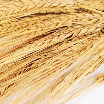 Ears of ripe wheat close up Stock Photos