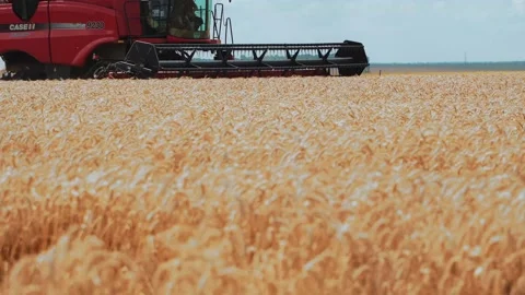 Ears of ripe wheat close-up. Red combine harvester with a mower Stock Footage 239235952