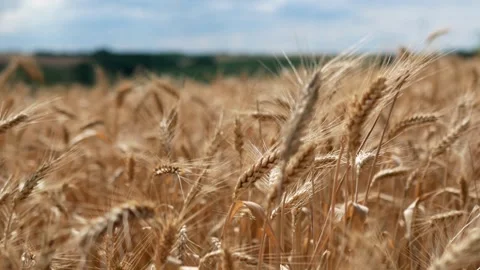 Ears of ripe wheat in the field close up in good sunny weather  Stock Footage 263450314