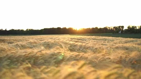 Ears of ripe wheat on the field during sunset, summer evening. Stock Footage 244223732