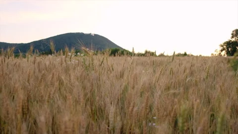 Ears of ripe wheat on field during sunset or sunrise Stock Footage 246826537
