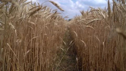 Ears of ripe wheat in the field Stock Footage 134387156