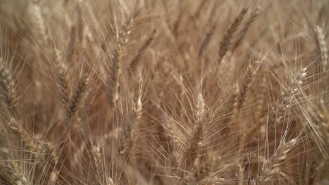 Ears of ripe wheat in the field Vídeo Stock 134426820