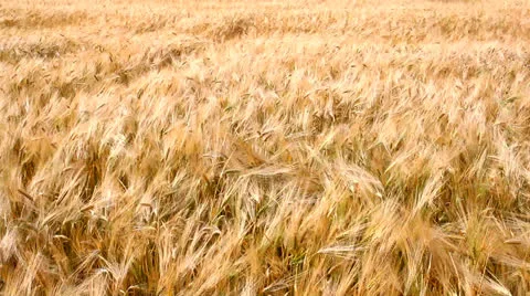 Ears of ripe wheat Video stock 26145733