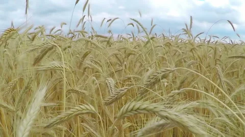Ears of ripe wheat Stock Footage 52850416