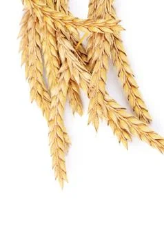 Ears of ripe wheat isolated on a white Stock Photos