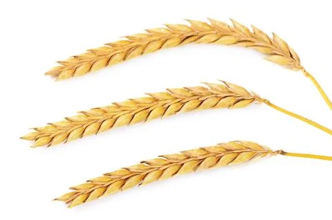 Ears of ripe wheat isolated on a white Stock Photos