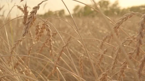 Ears of ripe wheat moving by wind in slow motion. Golden field under the sunset Video stock 80155253