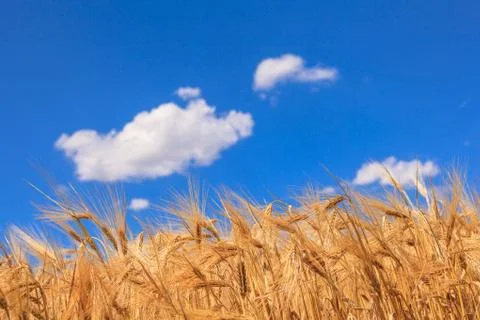 Ears of ripe wheat 库存照片