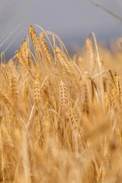 Ears of ripe wheat Photos