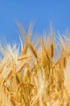 Ears of ripe wheat Photos