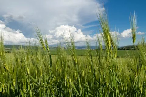 Ears of ripe wheat Photos