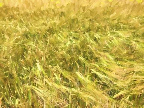 Ears of ripe wheat Foto stock