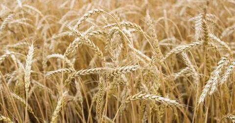 Ears of ripe wheat Stock Photos