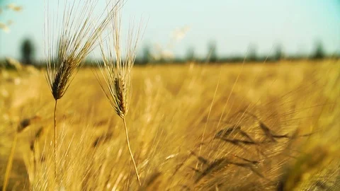 Ears of ripe Wheat In the Wind. Barley Waving In Slow Motion With The Setting Vídeos de archivo 112439116