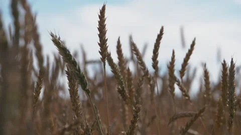 Ears of ripe wheat in the wind Stock Footage 232406929