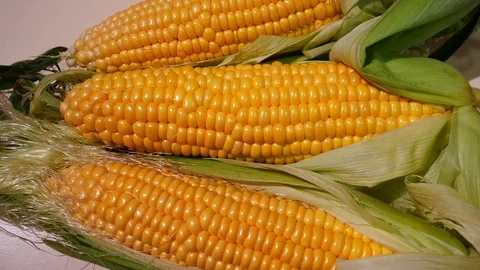 Ears of ripe yellow corn Stock Footage 118904512