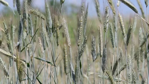 Ears of ripening wheat on a background of green trees. Close up. Stock Footage 111030656