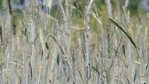 Ears of ripening wheat. Close up. 動画素材 111030739