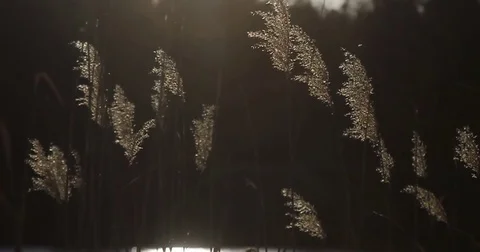 Ears on the river in the rays of the sun Stock Footage 75306436