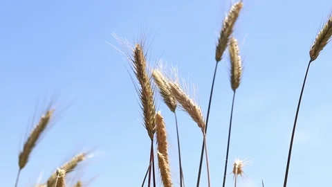 Ears of rye against the sky Stock Footage 280298354