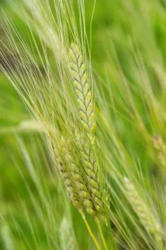 Ears of rye close-up Stock Photos